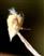  Anthers villous and mucronate